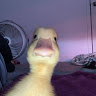 Clapper profile picture for @shouting