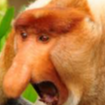 Clapper profile picture for @HyenaS