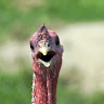 Clapper profile picture for @Turkey