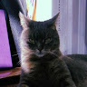 Clapper profile picture for @bleep
