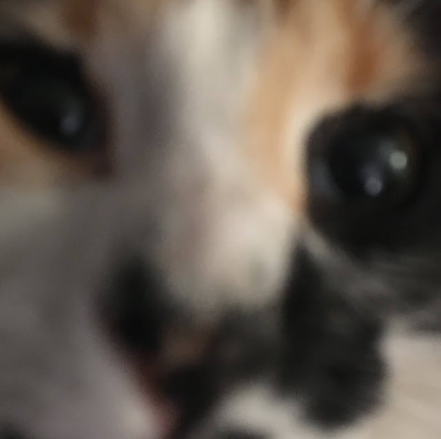 Clapper profile picture for @tempted