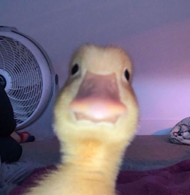 Clapper profile picture for @undecided