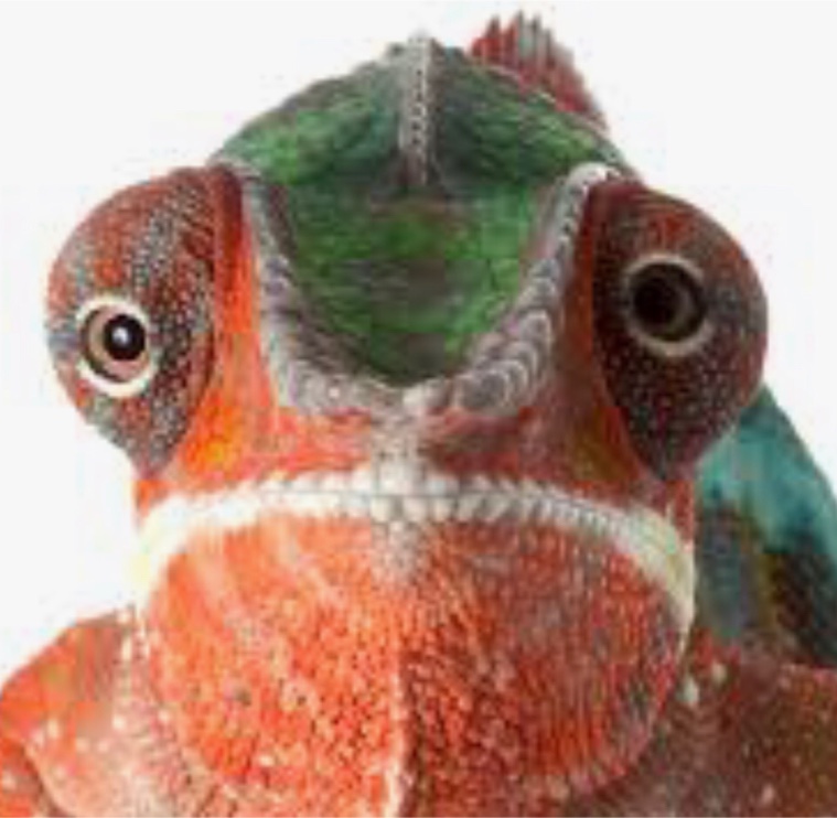 Clapper profile picture for @Chameleon