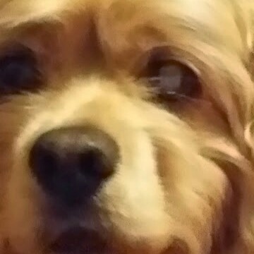 Clapper profile picture for @Bondsman