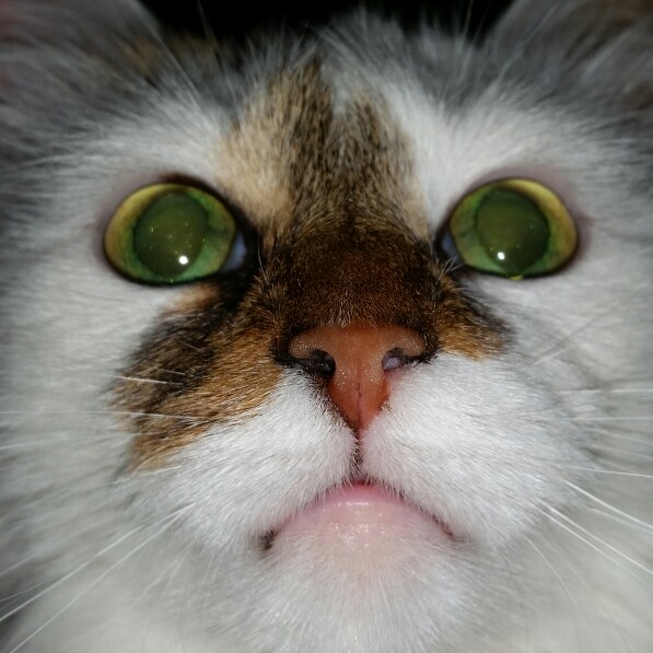 Clapper profile picture for @Ahoy