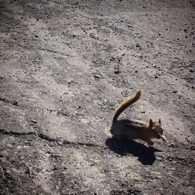 Clapper profile picture for @Squirrels